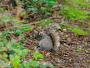 Grey Squirrel - Wiewiórka Szara